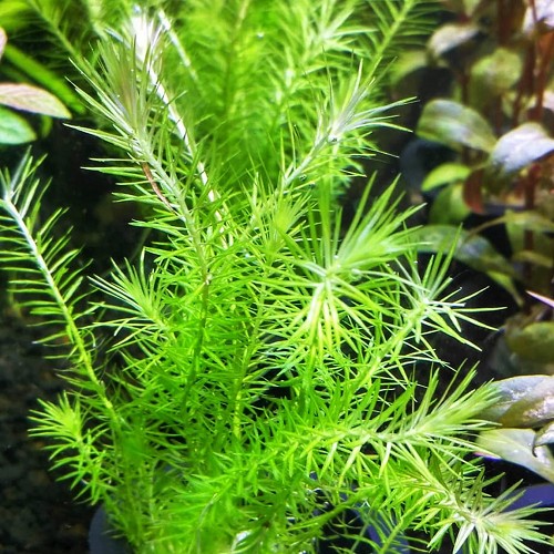 Mayaca fluviatilis im Topf